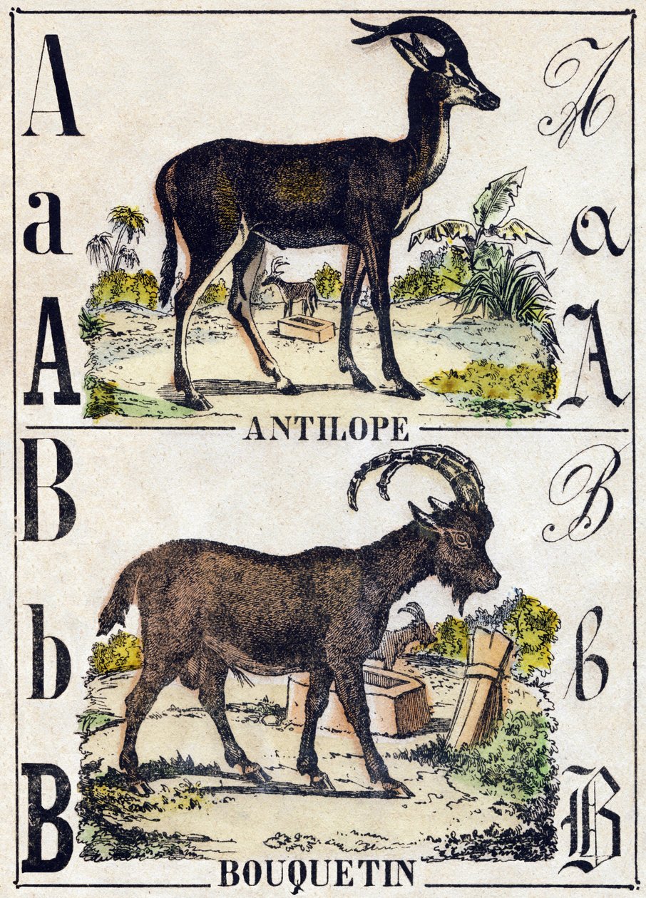 Letra A Antílope; B Íbice. Grabado en "Alfabeto de animales salvajes". 9ª Serie. Imágenes de Epinal, Pellerin, impresor-editor, circa 1870. Grabados en madera, estarcidos. 16 páginas. Dim: 20 x 15 cm. Colección privada de French School