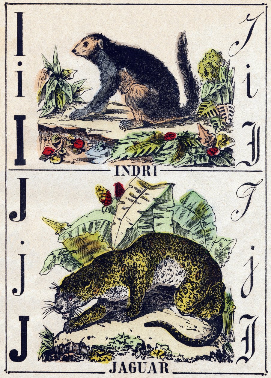 Letra I Indri (Lemur); J Jaguar. Grabado en "Alfabeto de los animales salvajes". 9ª Serie. Imágenes de Epinal, Pellerin, impresor-editor, circa 1870. Grabados en madera, estarcidos. 16 páginas. Dim: 20 x 15 cm. Colección privada de French School