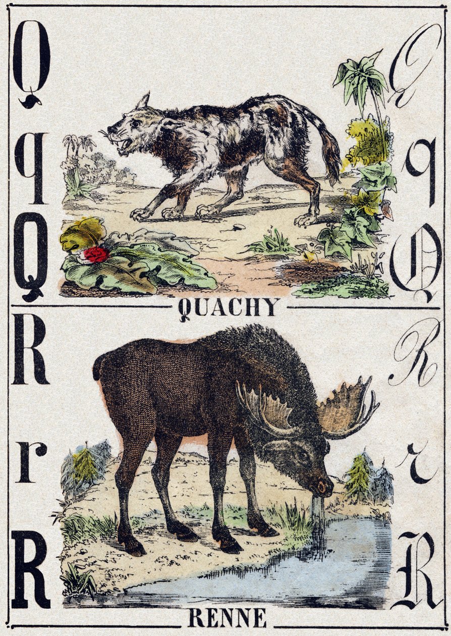 Letra Q Quachy (perro león sudamericano); R Reno. Grabado en "Alfabeto de animales salvajes". 9ª Serie. Imágenes de Epinal, Pellerin, impresor-editor, circa 1870. Grabados en madera, estarcidos. 16 páginas. Dim: 20 x 15 cm. Colección privada de French School