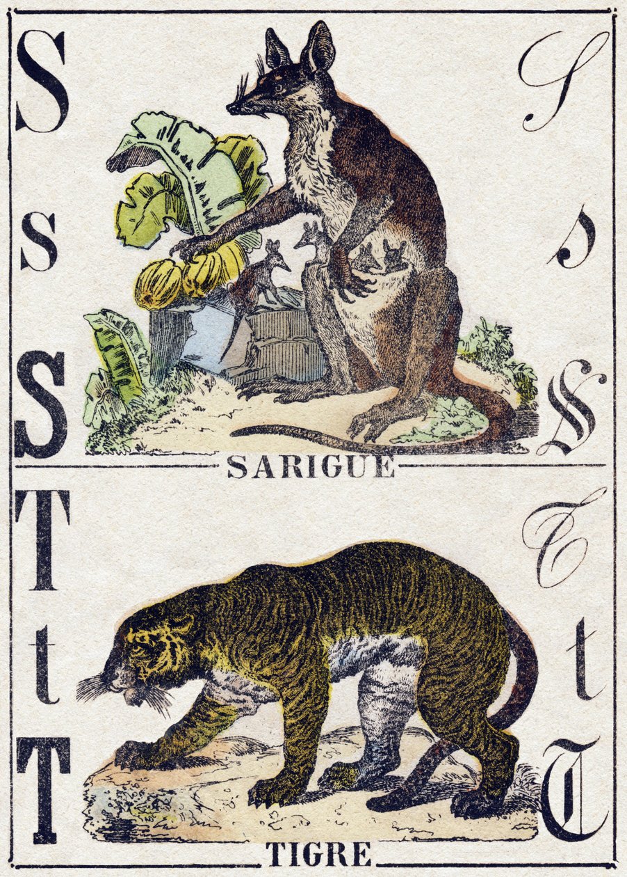 Letra S Sarigüeya; T Tigre. Grabado en "Alfabeto de los animales salvajes". 9ª Serie. Imágenes de Epinal, Pellerin, impresor-editor, circa 1870. Grabados en madera, estarcidos. 16 páginas. Dim: 20 x 15 cm. Colección privada de French School