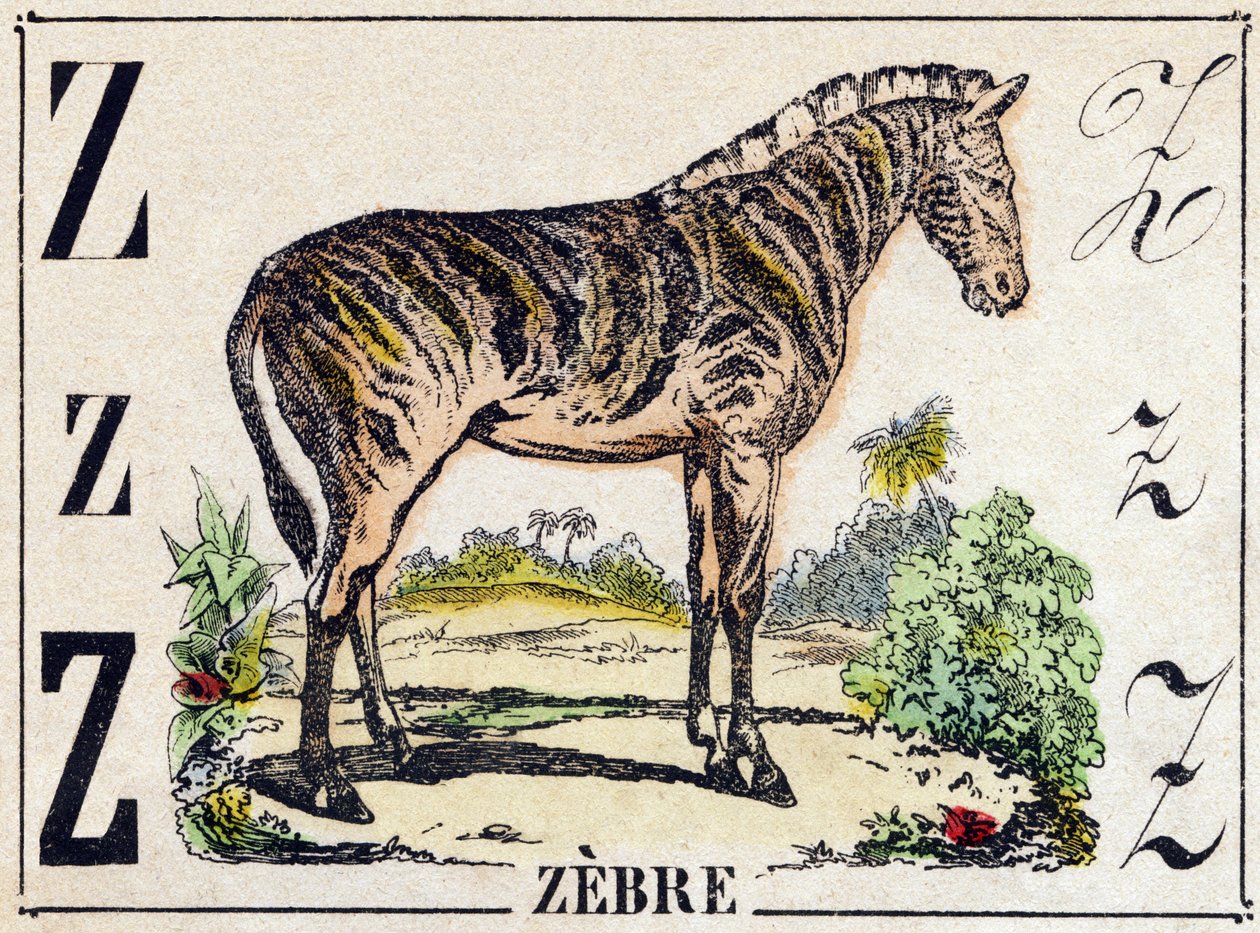 Letra Z Cebra. Grabado en "Alfabeto de animales salvajes". 9ª Serie. Imágenes de Epinal, Pellerin, impresor-editor, circa 1870. Grabados en madera, estarcidos. 16 páginas. Dim: 20 x 15 cm. Colección privada de French School