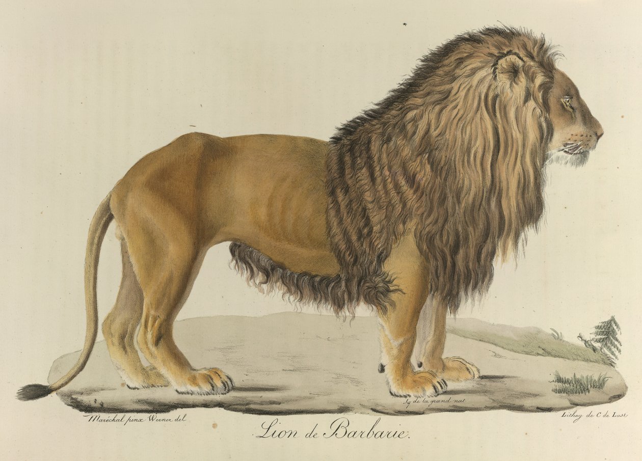 León de Berbería. Un león de Berbería, de 