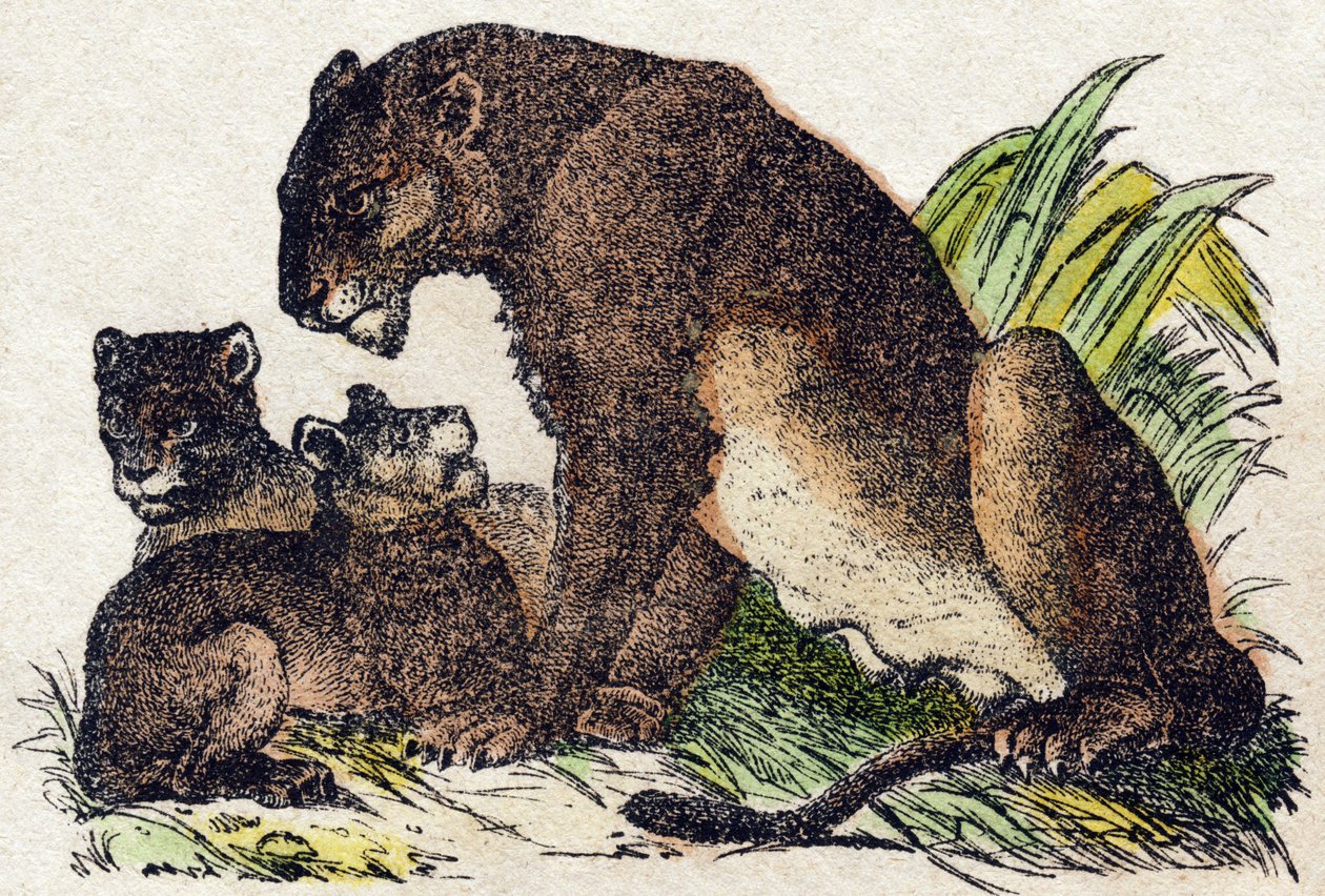 Leona. Grabado en “Alfabeto de animales salvajes”. 9ª Serie. Imágenes de Epinal, Pellerin, impresor-editor, circa 1870. Colección privada. de French School