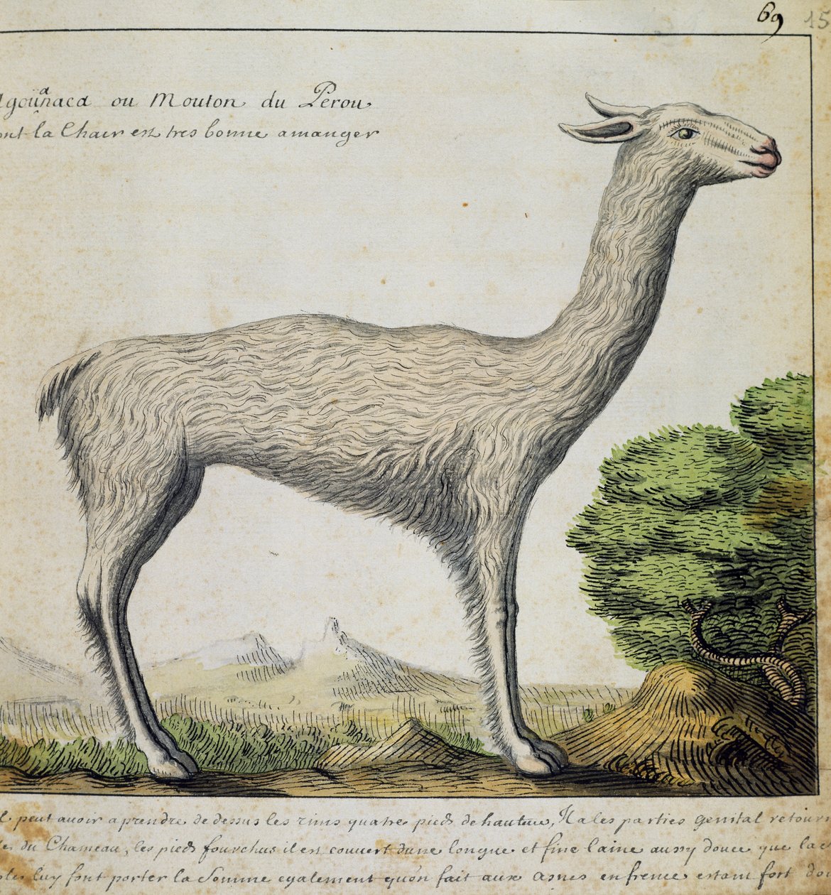 Llama, Perú, acuarela del libro de bitácora de Jacques Gouin de Beauchesne, capitán de la Compagnie royale de la Mer du Sud, de 1698 a 1701, Francia de French School