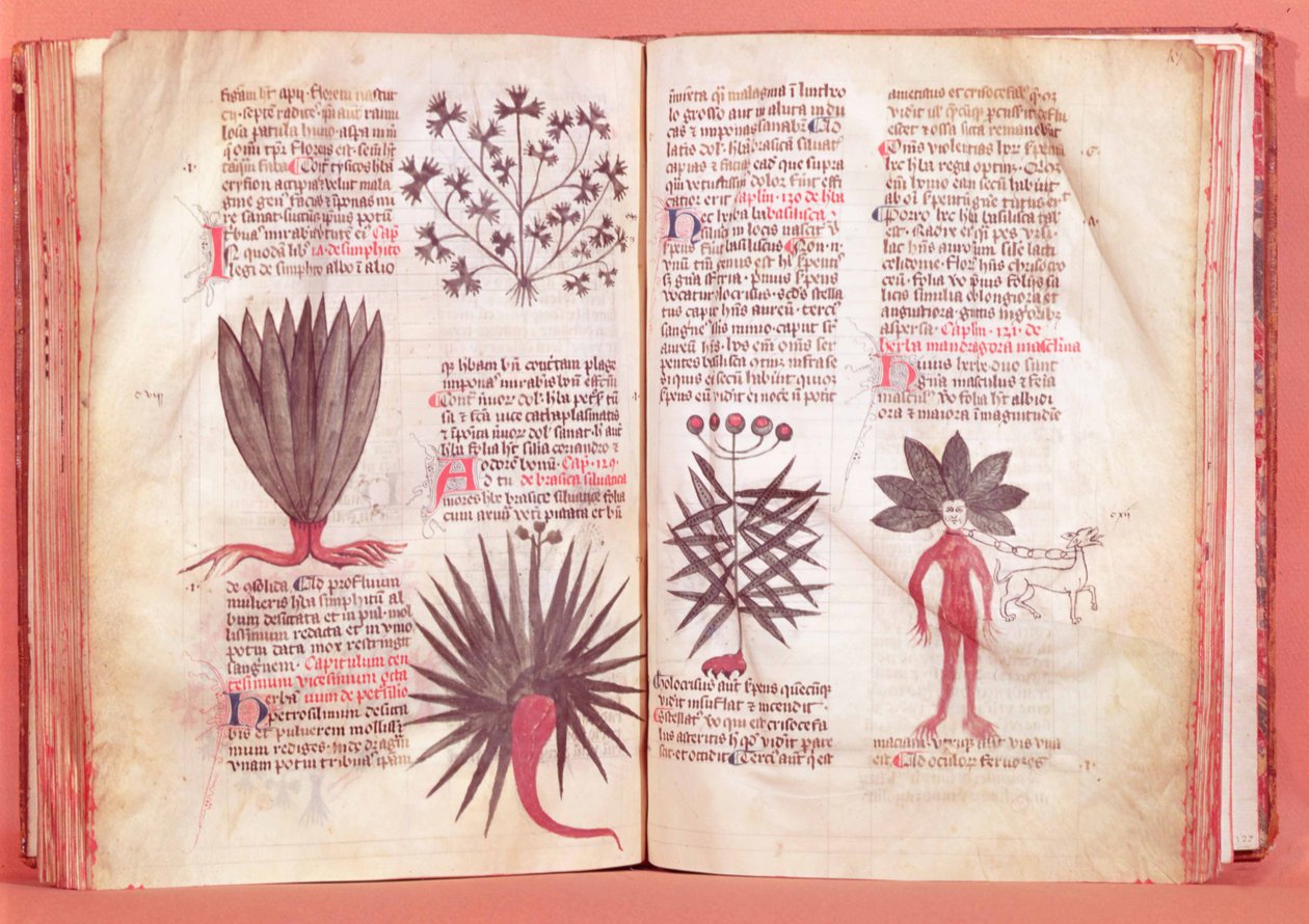 Mandrágora, de un tratado de Dioscórides (40-90 d.C.) de French School