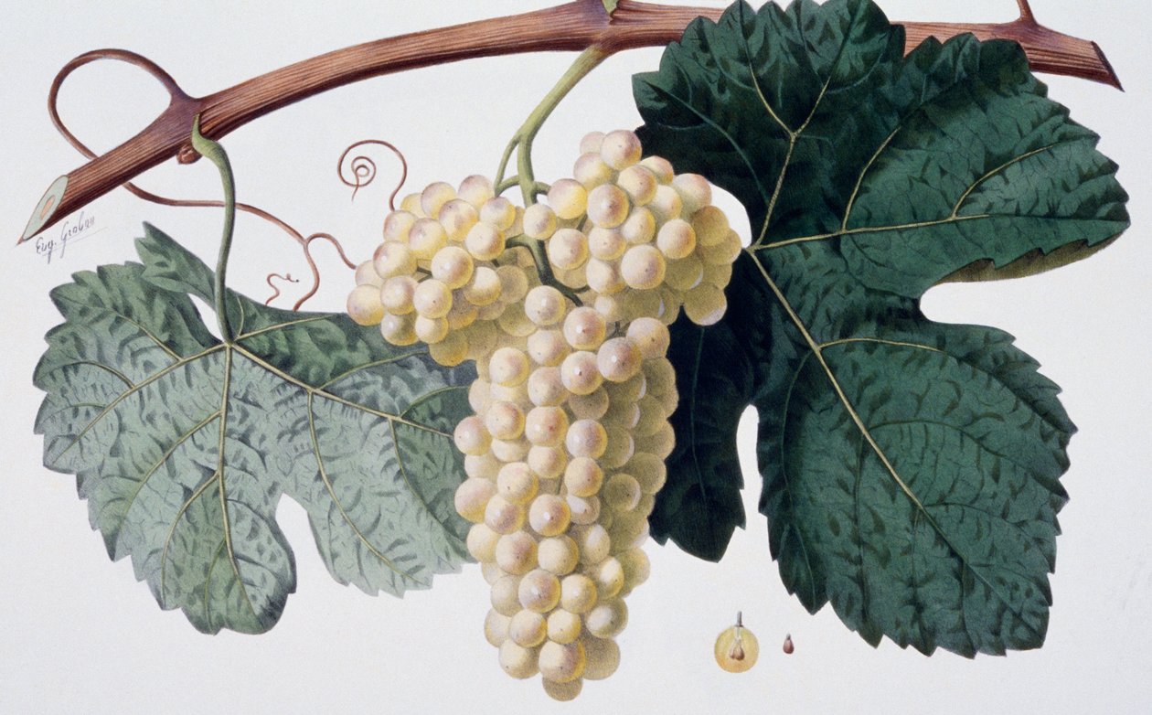 Variedad de uva Marsanne (Cotes du Rhone), ampelografía de French School