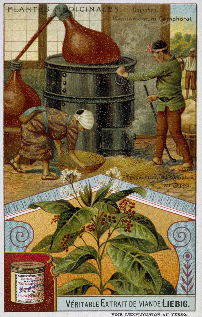 Plantas medicinales: alcanfor; preparación de alcanfor en Japón - Cromo Liébig, c.1900 de French School