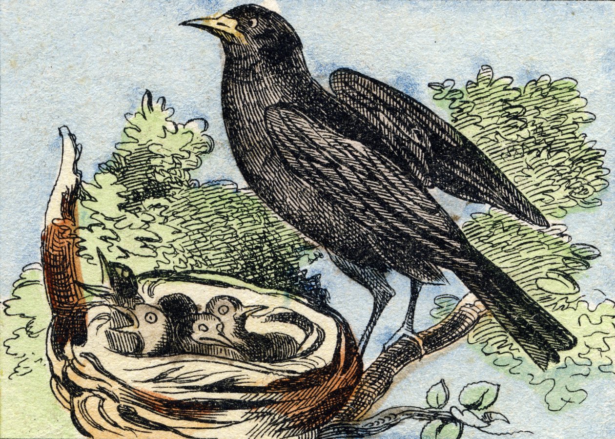 Mirlo. Grabado en "Buffon Alphabet des Oiseaux n 2". 3ª Serie N 2. Imágenes de Epinal, Epinal, finales del siglo XIX. 16 páginas. de French School