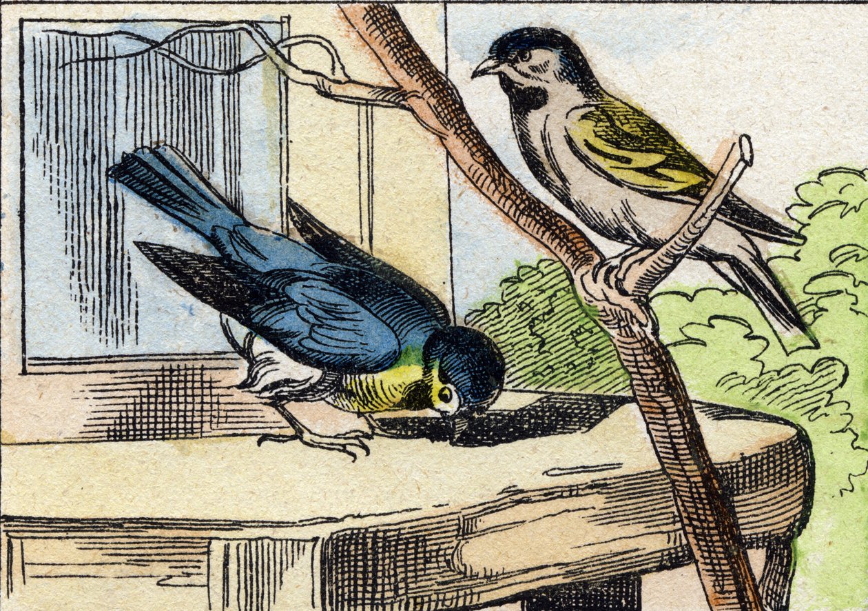 Carbonero. Grabado en "Buffon Alphabet des Oiseaux n 1". 3ª Serie N 1. Imágenes de Epinal, Epinal, finales del siglo XIX. 16 páginas. de French School