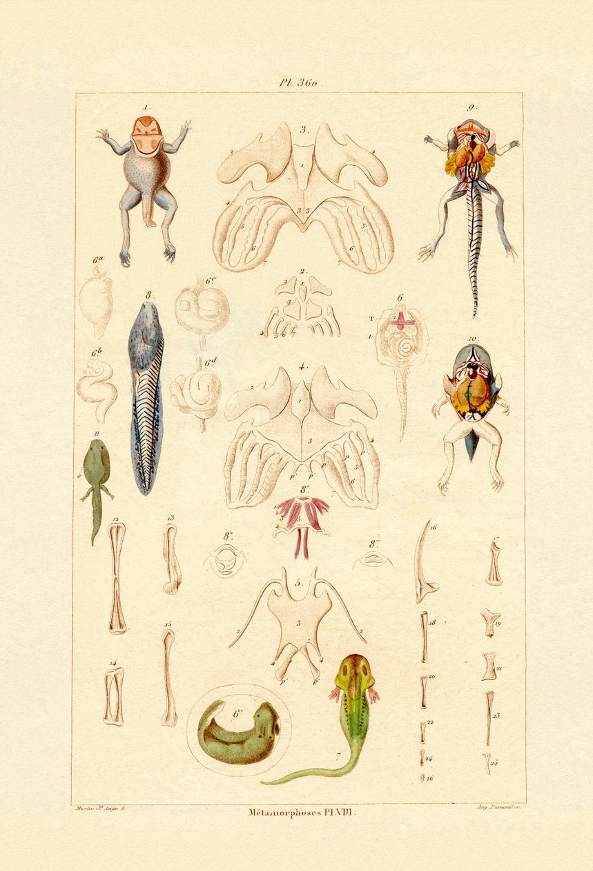 Metamorfosis de French School