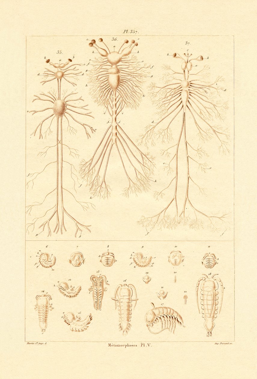 Metamorfosis de French School