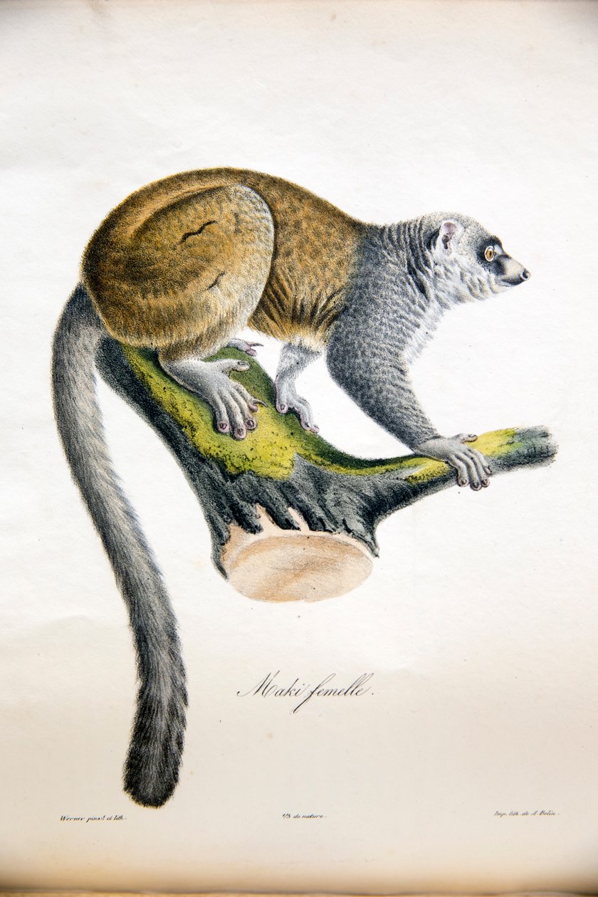 Lemur mangosta, de Histoire Naturelle des Mammifères, con figuras originales, por Étienne Geoffroy Saint-Hilaire y Frédéric Cuvier, 1824-42 de French School