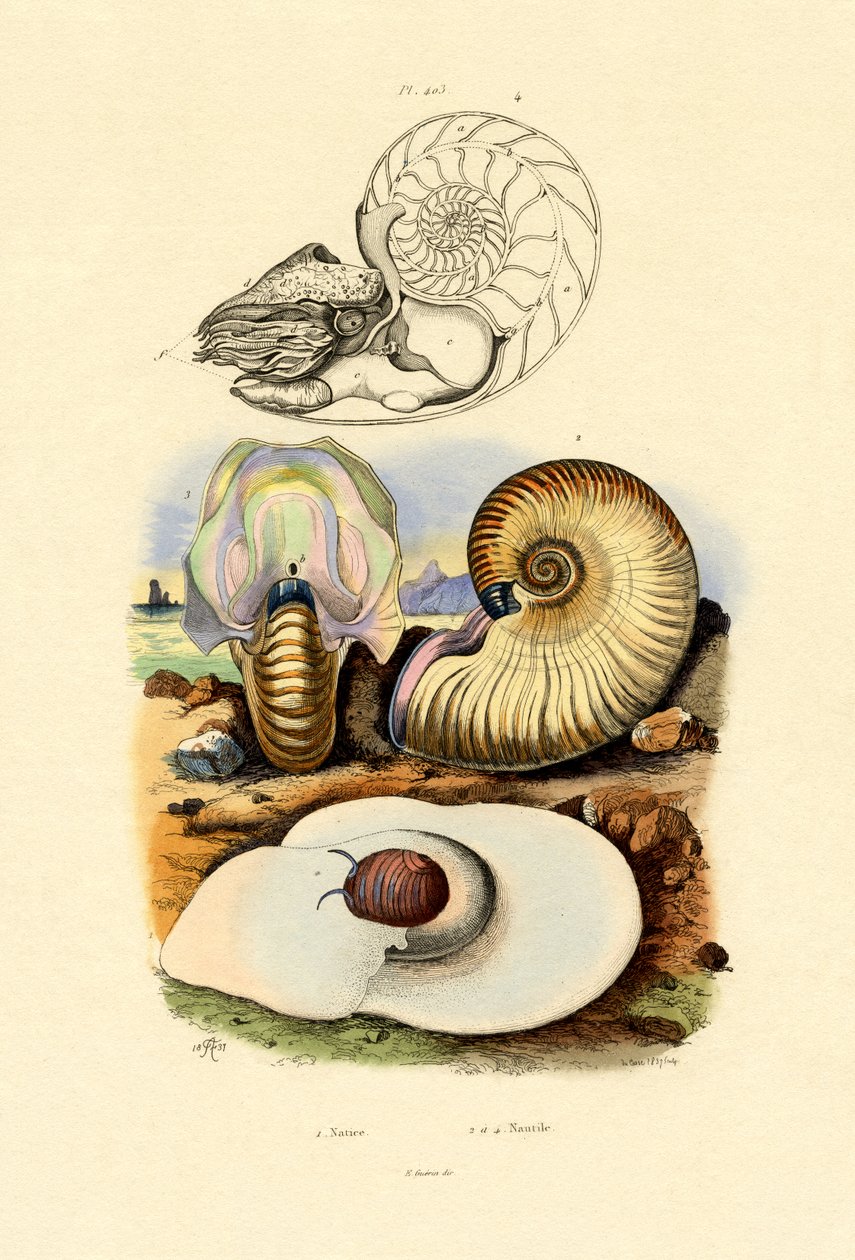 Caracol lunar de French School