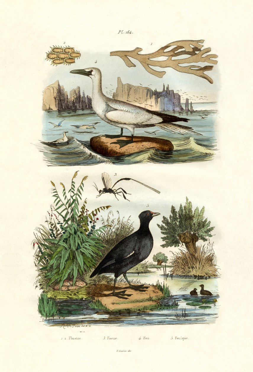 Animal Musgo de French School