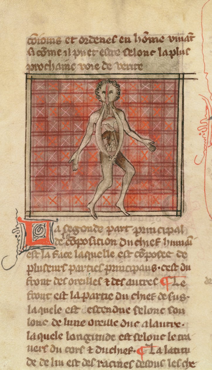 Ms 2030 fol.17 Figura anatómica, de La Chirurgie de Maitre Henri de Mondeville de French School