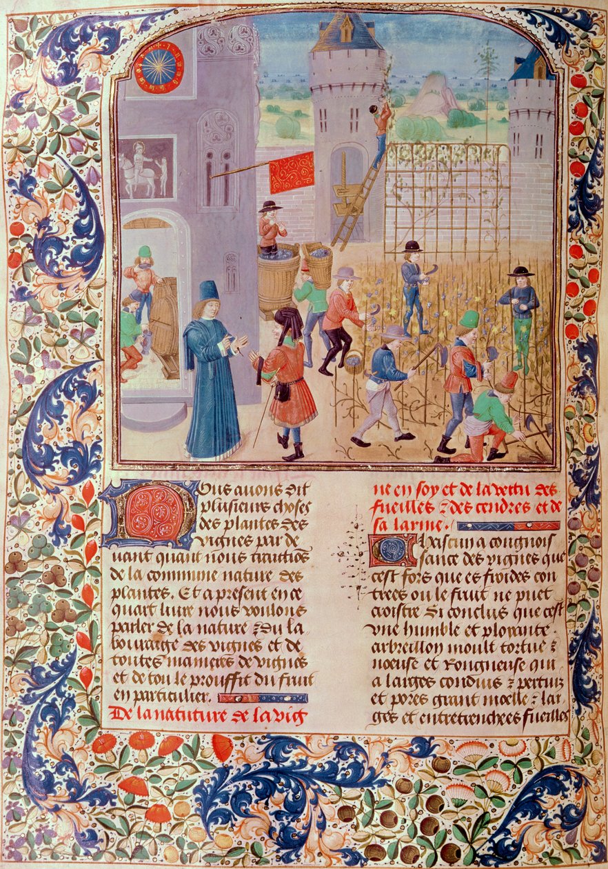 Ms 5064 fol.68v Trabajando en el Viñedo, de Livre des Prouffitz Champestres por Pietro de Crescenzi (1230-1321) de French School