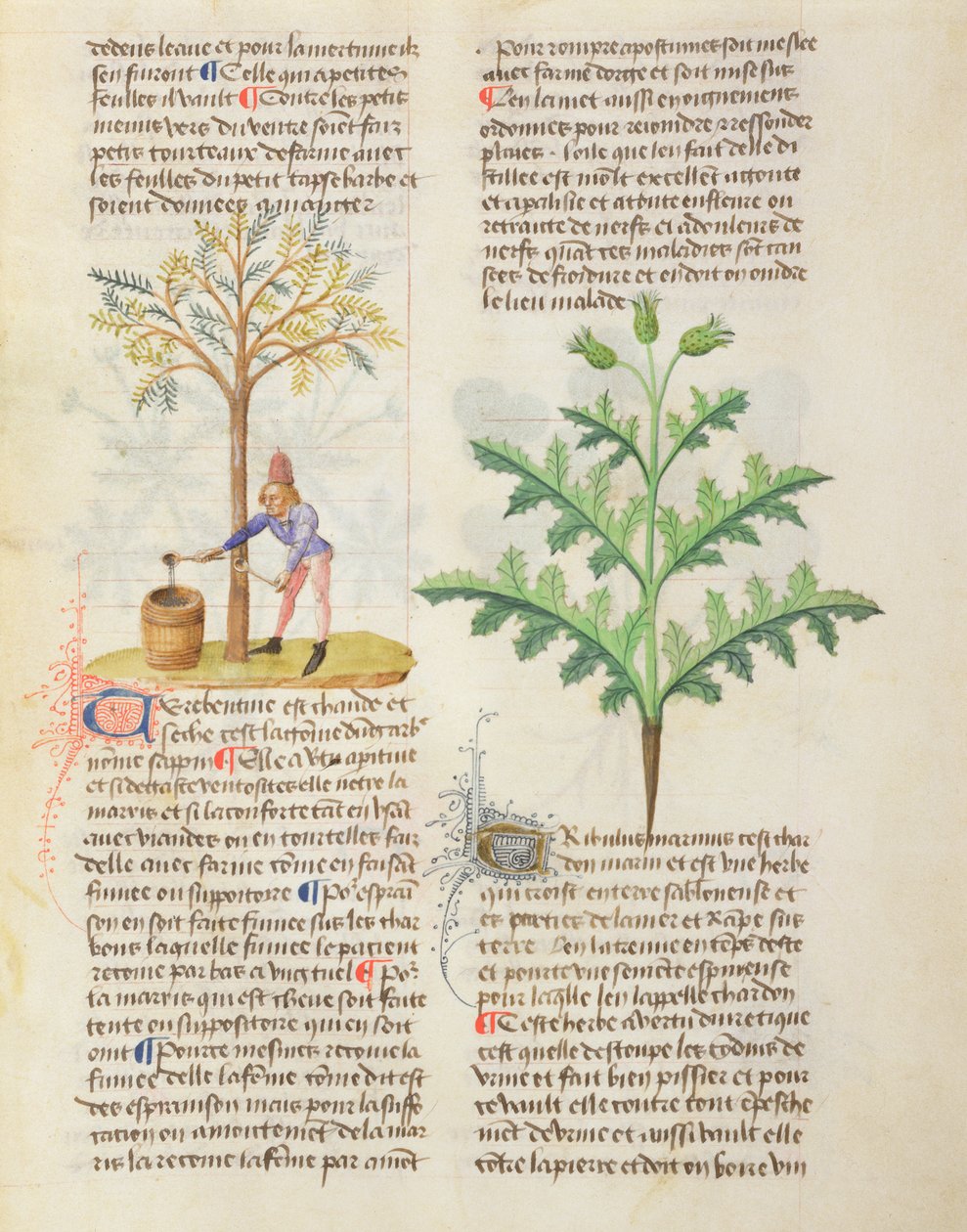Ms. De Diversis Herbis por Dioscórides, fol.165r Extrayendo Trementina de French School