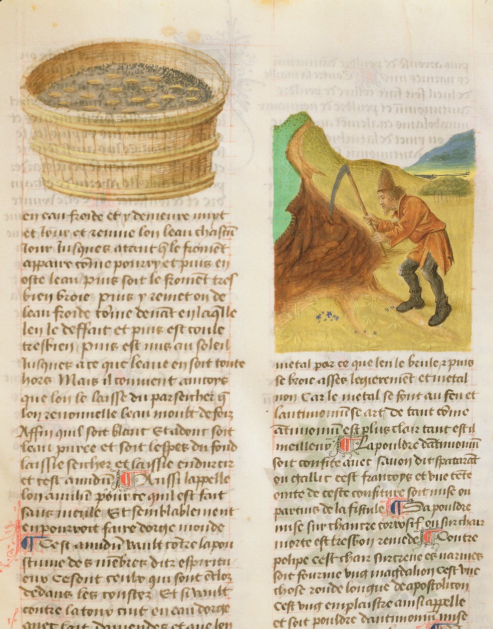 Ms. De Diversis Herbis por Dioscórides, fol.8r Semillas en una Tina y Buscando Tubérculos de Genciana de French School