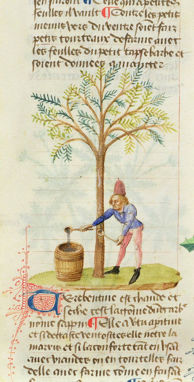 Recolección de trementina, del Gran Herbario por Pedanius Dioscorides (c.40-90 d.C.) de French School
