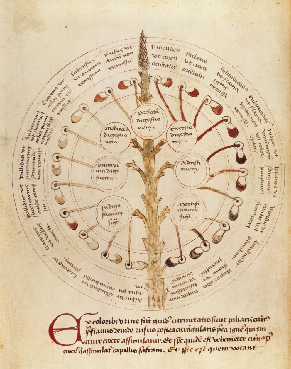 Ms Lat 11229 fol.19r Tabla para análisis de orina, de Petit Traite d