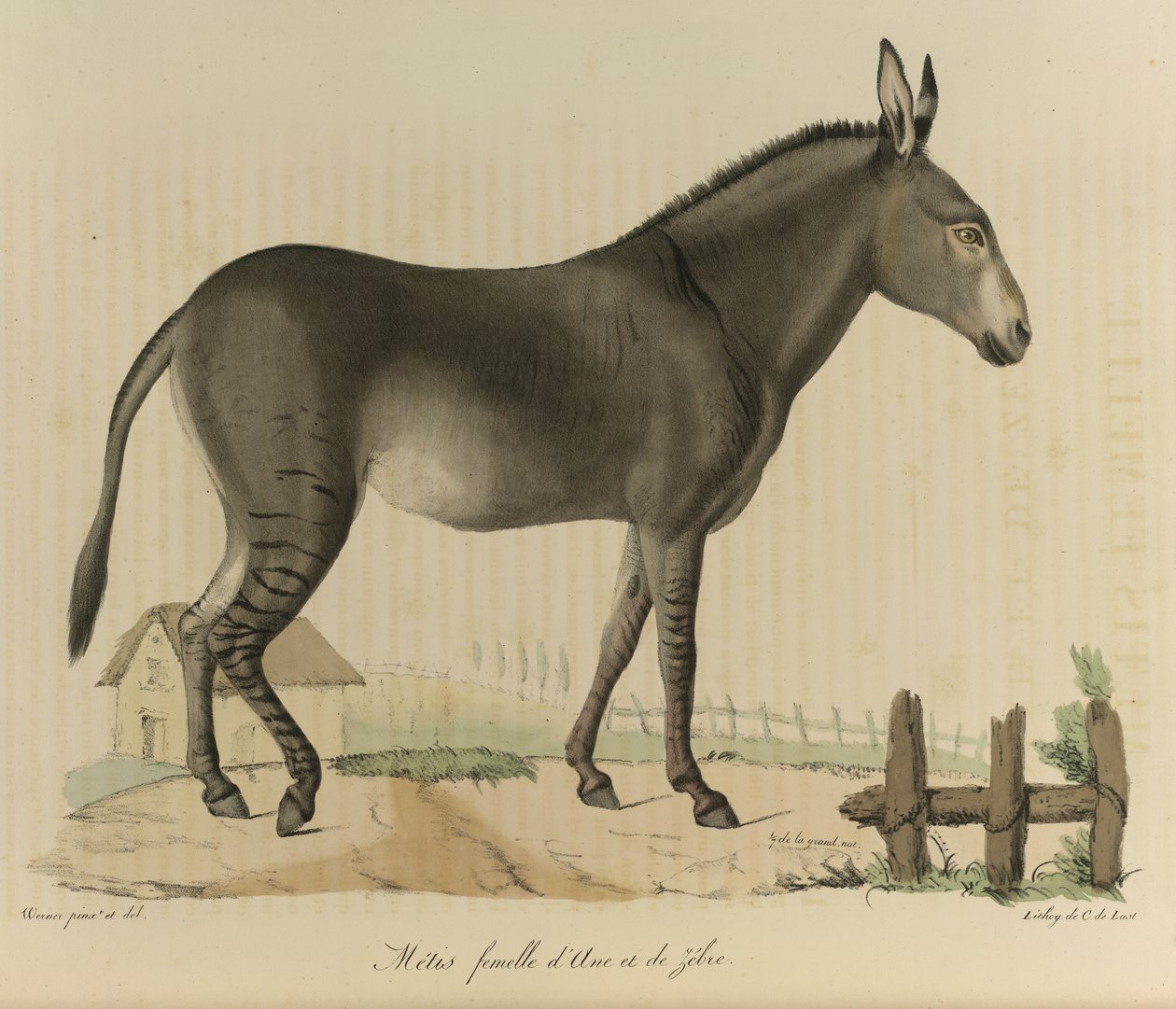 mujer métis. Un híbrido. Un cruce entre un asno o burro y una cebra, de 