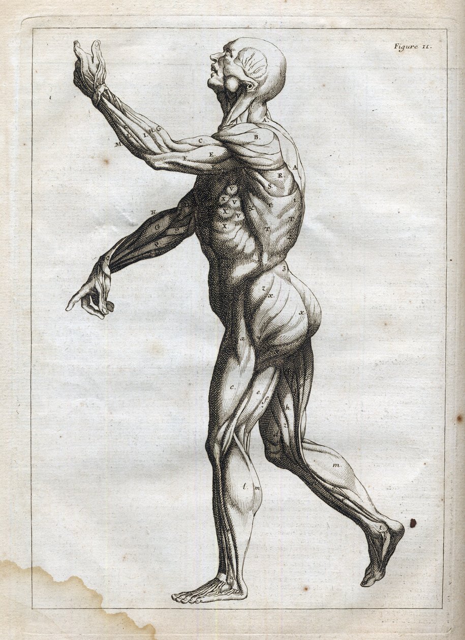 Músculos humanos - grabado en "Abstract Anatomy, accommodated to the arts of painting and sculpture" - "Abrege d