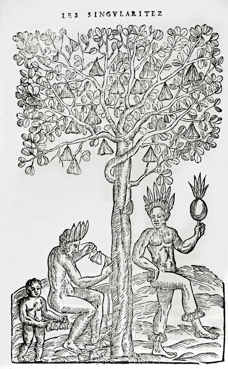 Nana fuit, planta medicinal, ilustración de Singularidades de Francia Antártica, por André de Thevet, 1558 de French School