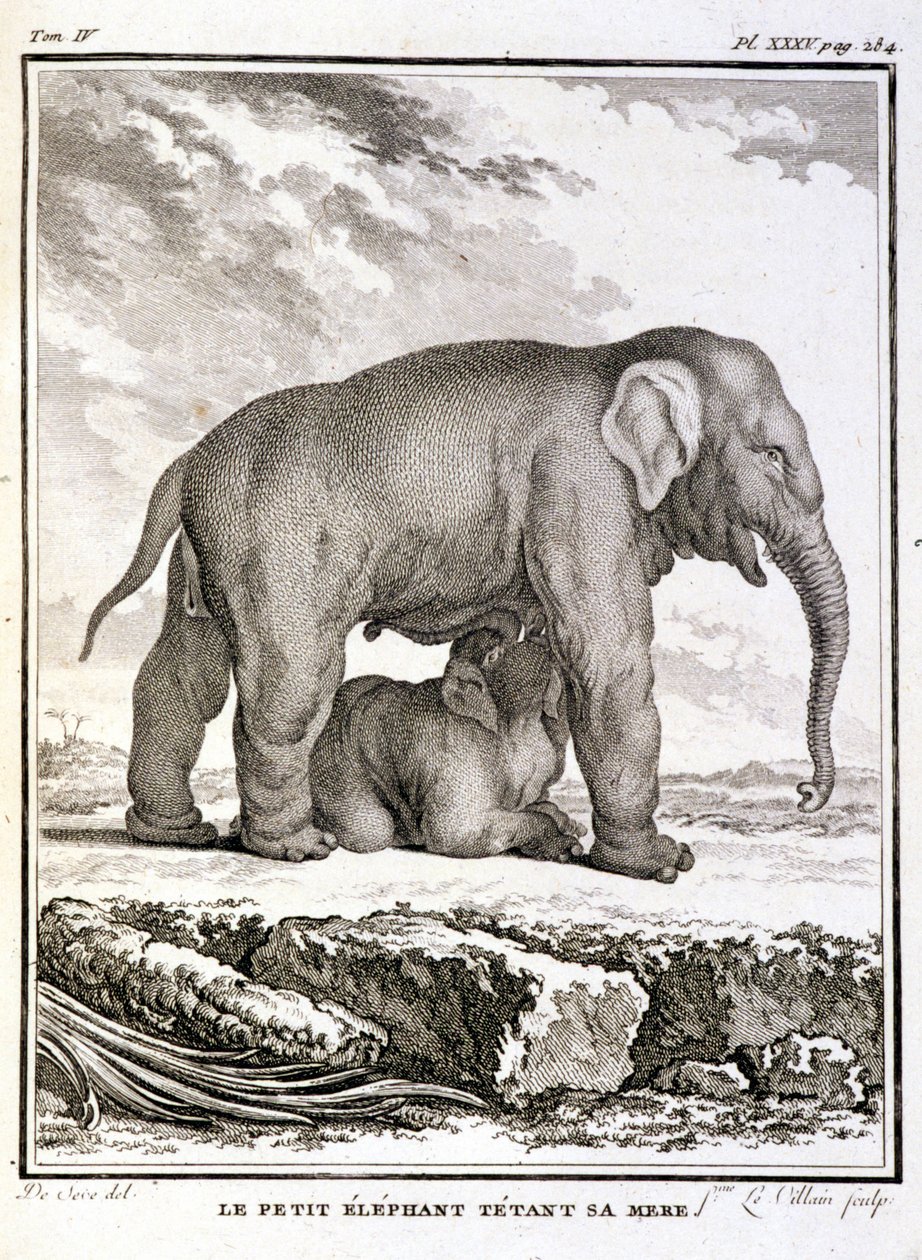 Historia Natural: El pequeño elefante burlándose de su madre - en "Historia Natural, General y Particular" de Buffon de French School