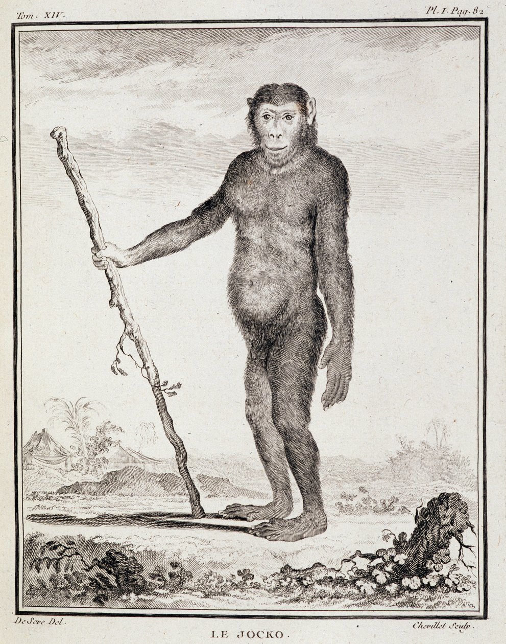 Lámina de Historia Natural: El jocko - en "Historia Natural, General y Particular" de Buffon de French School