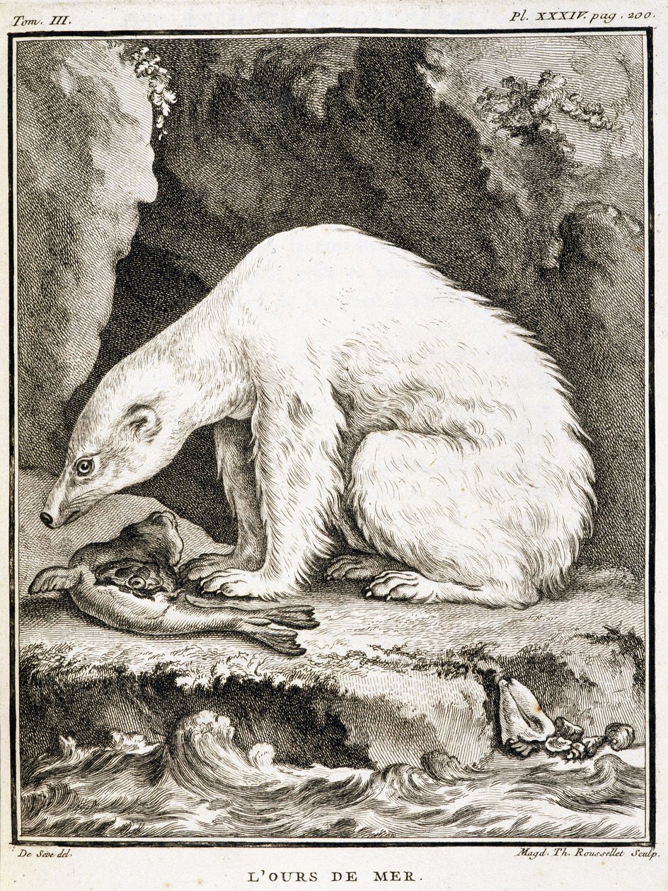 Tablero de historia natural: El oso marino alimentándose de una foca - en "Historia natural, general y particular" de Buffon de French School