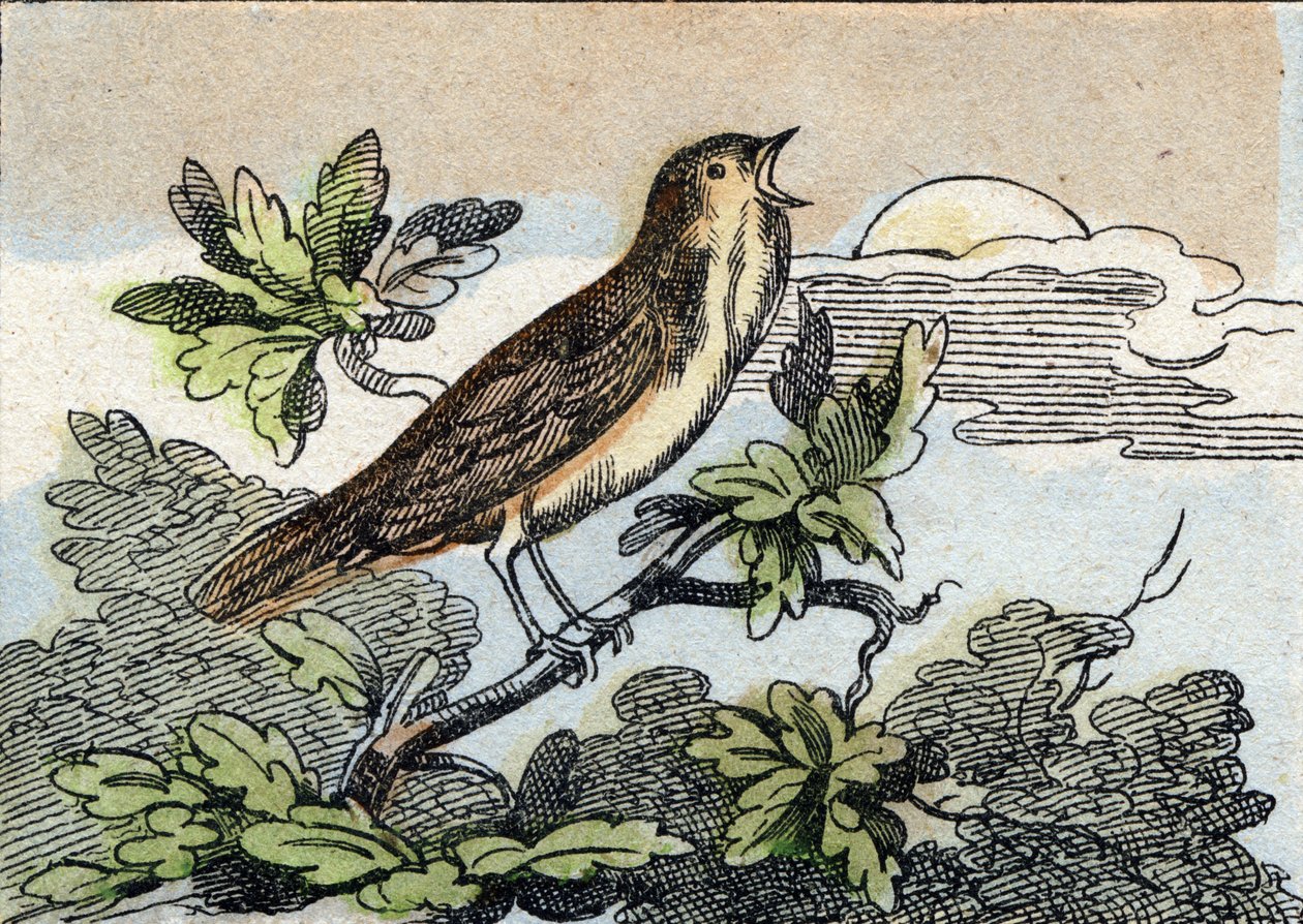 Ruiseñor. Grabado en "Buffon Alphabet des Oiseaux n 1". 3ª Serie N 1. Imágenes de Epinal, Epinal, finales del siglo XIX. 16 páginas. de French School