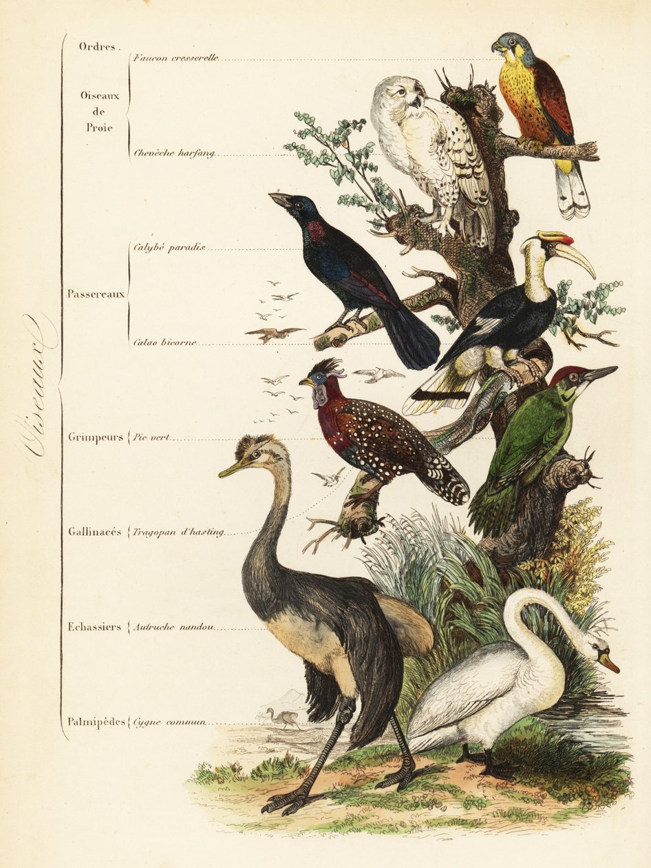 Órdenes de aves: cernícalo, Falco tinnunculus, vulnerable búho nival, Bubo scandiacus, estornino de orejas azules, Lamprotornis chalybaeus, gran cálao, Buceros bicornis, pito real europeo, Picus viridis, tragopán occidental, Tragopan melanocephalus de French School