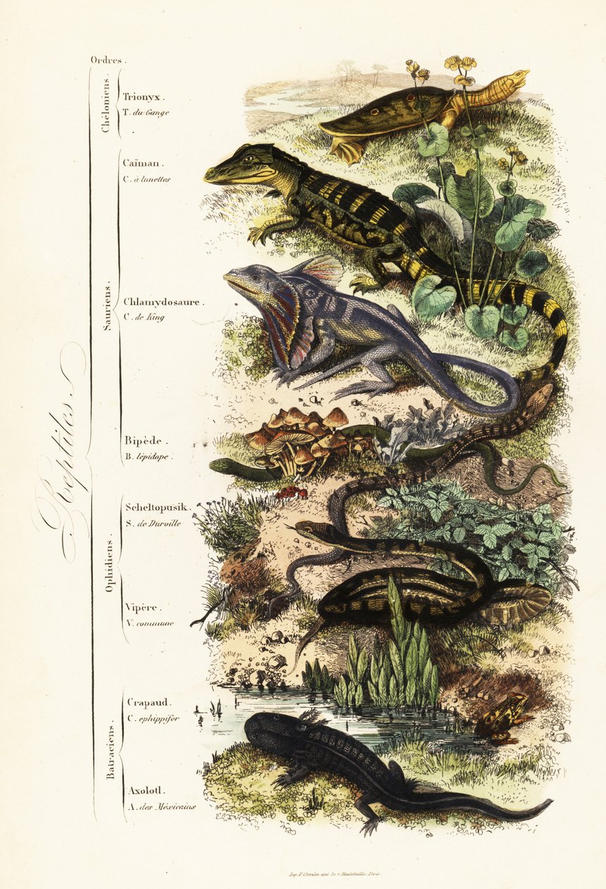 Órdenes de reptiles: vulnerable tortuga de caparazón blando india, Nilssonia gangetica, caimán de anteojos, Caiman crocodilus, lagarto de cuello frillado, Chlamydosaurus kingii, pie escamoso común, Pygopus lepidopodus, lagarto de cristal europeo, Pseudopus de French School
