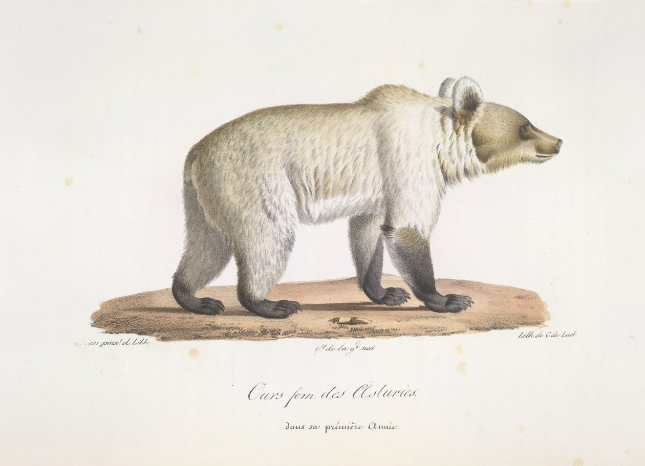 Oso hembra asturiano. Oso pardo español hembra, de Historia natural de los mamíferos (litografia en color) de French School