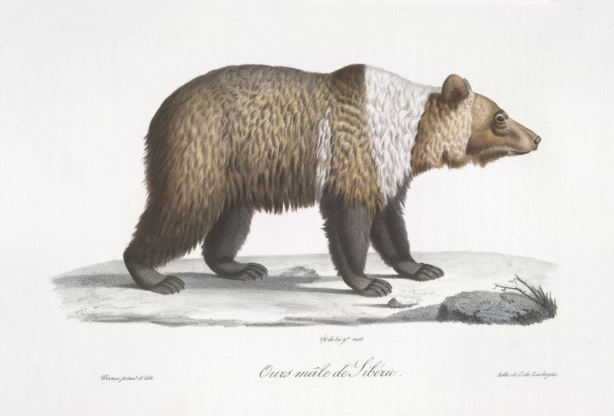 Oso siberiano macho, de 