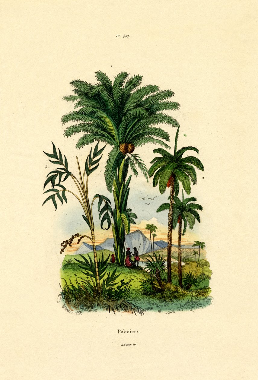 Palmeras de French School