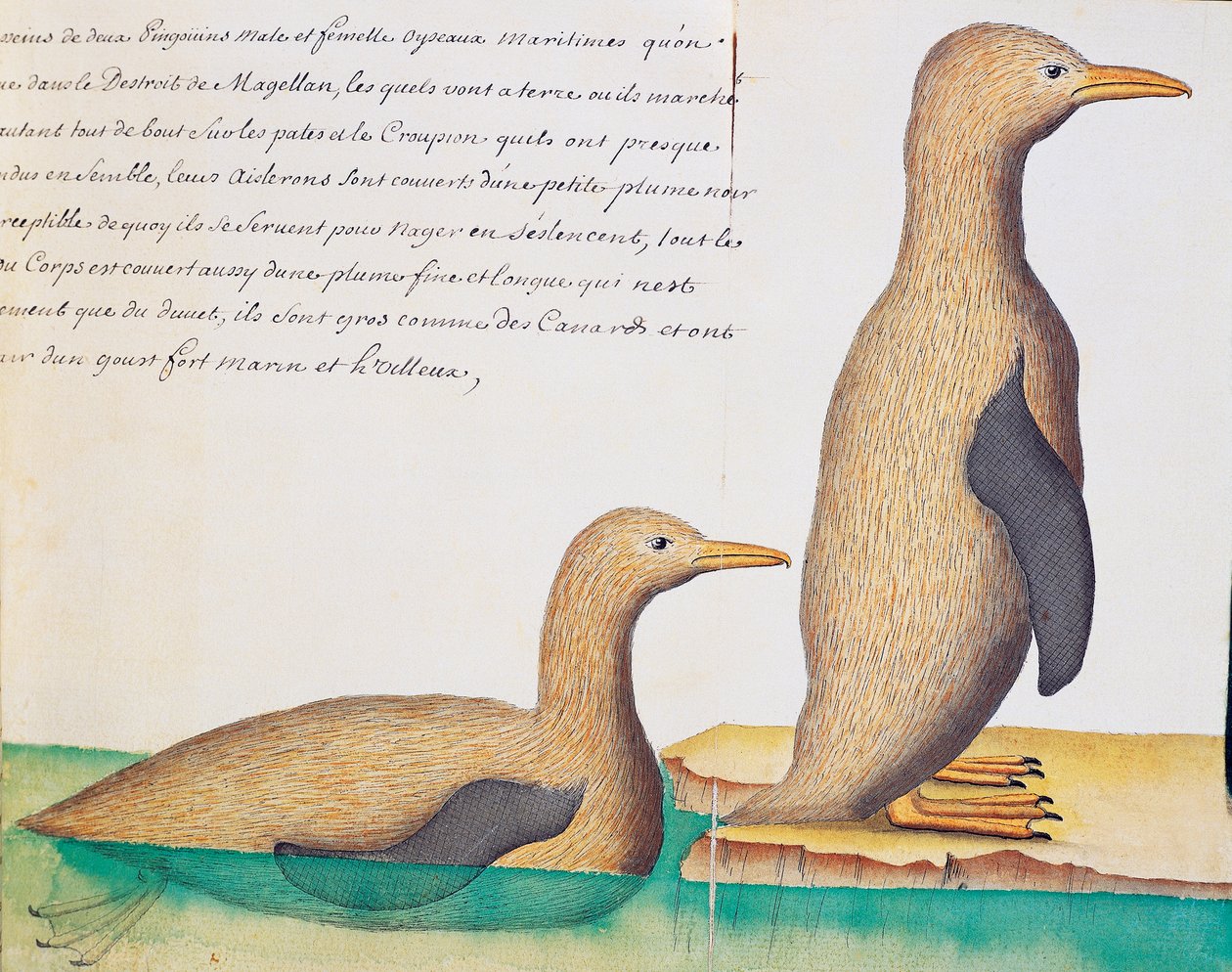 Pingüinos, Estrecho de Magallanes, acuarela del libro de bitácora de Jacques Gouin de Beauchesne (1652-1730), capitán de la Compagnie royale de la Mer du Sud, de 1698 a 1701, Francia de French School