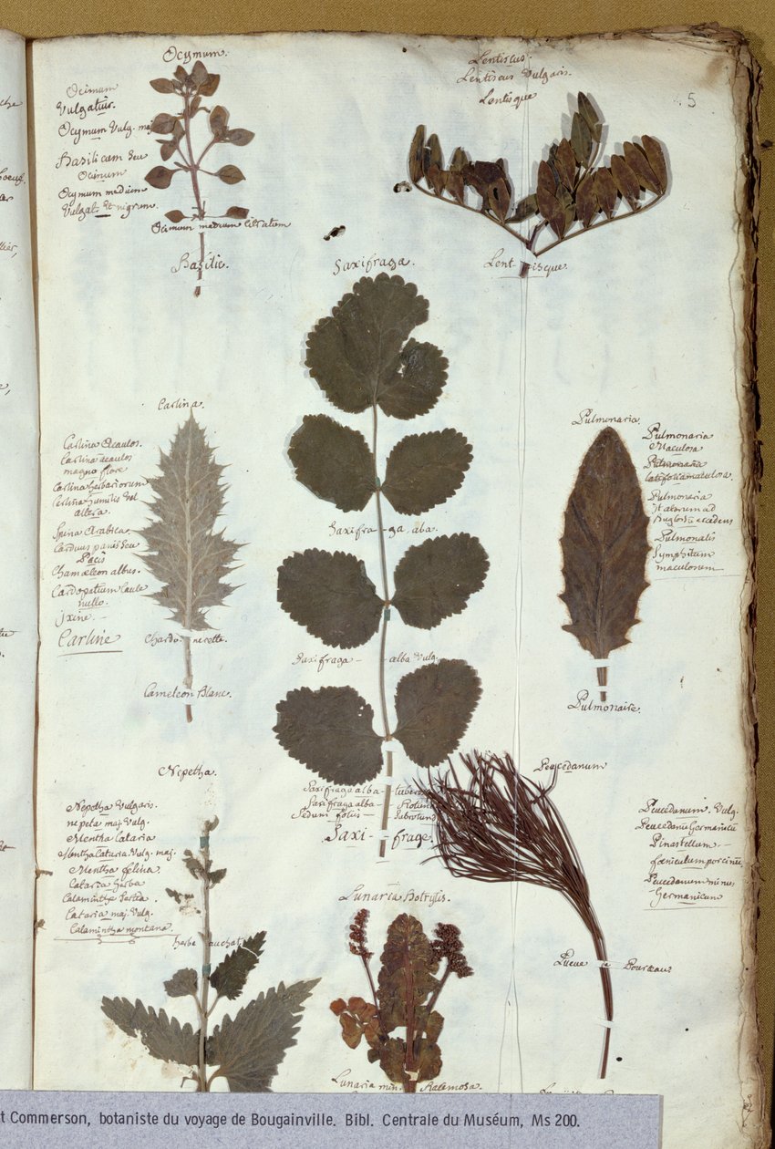 Herbario de Philibert Commersons (1727-73) de French School