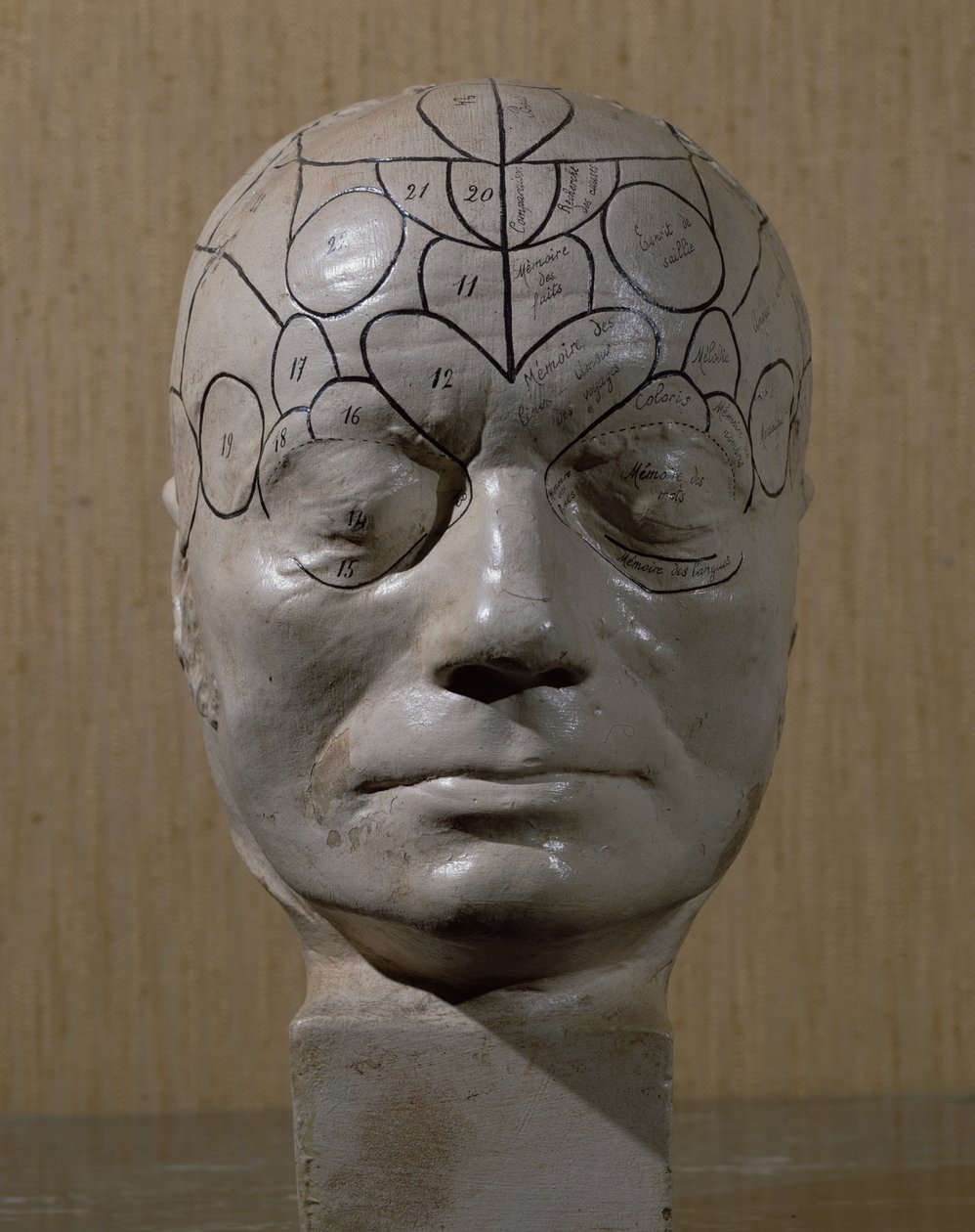 Cabeza frenológica por Jean Martin Charcot (cerámica) de French School