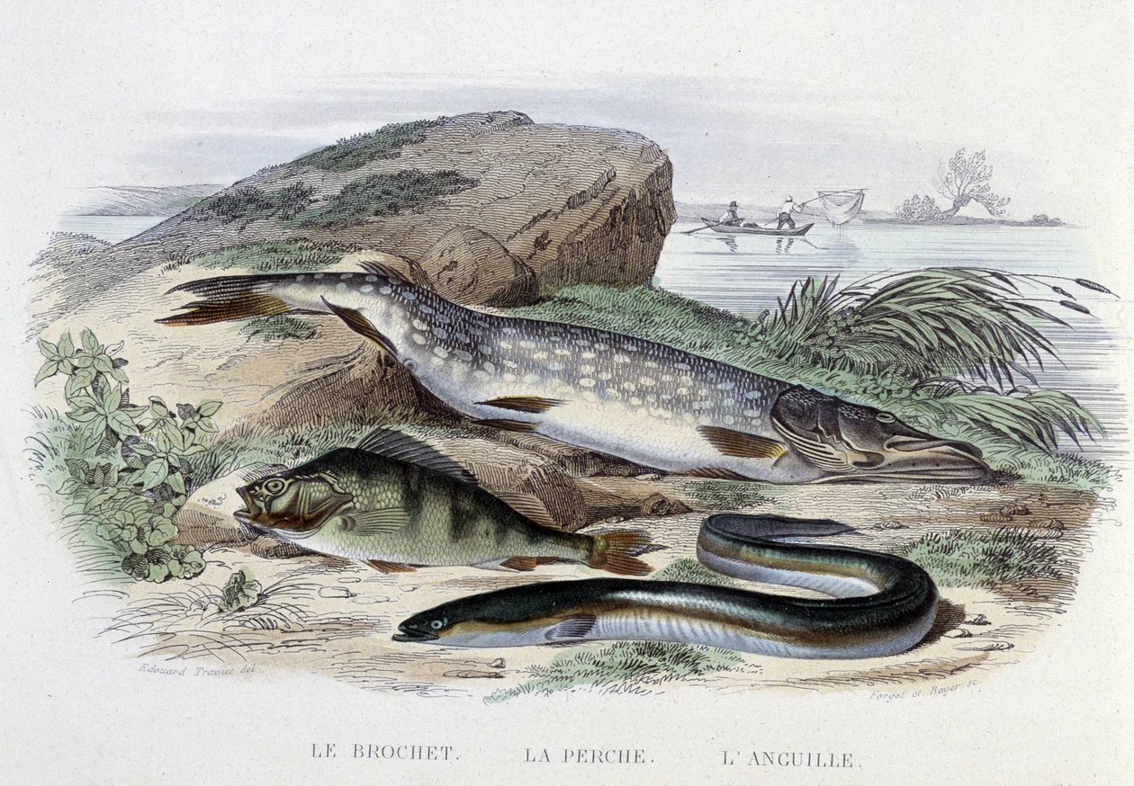 Peces: Le brochet, la perche, l