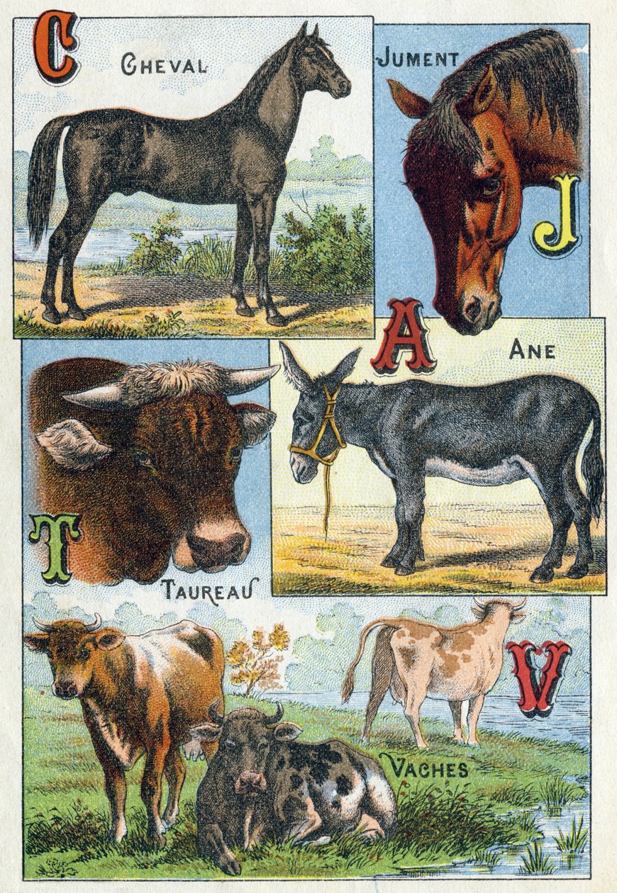 Placa 1: Caballo, Yegua, Tauro, Burro, Vacas. Grabado en “Silabario alfabeto de animales domésticos y de granja”. Serie A. Pellerin et Cie, impresores-editores, Epinal, finales del siglo XIX. de French School