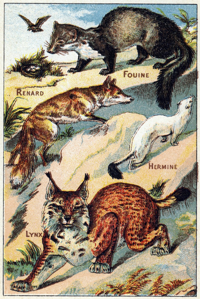 Placa 2: Zorro, Sabueso, Armiño, Lince. Grabado en "Syllabaire alphabet toutes sortes de betteraves". Serie A. Pellerin et Cie, impresores-editores, Epinal, finales del siglo XIX. Cromolitografías. Pequeño álbum publicitario de 8 páginas que contiene un si de French School