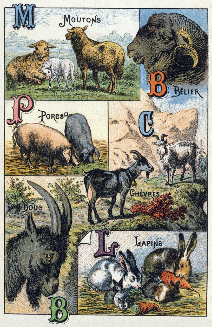 Placa 2: Ovejas, Carnero, Cerdos, Cabras, Conejos. Grabado en "Silabario alfabético de animales domésticos y de granja". Serie A. Pellerin et Cie, impresores-editores, Epinal, finales del siglo XIX. Cromolitografías. Dim: 19.5 x 13.5 cm de French School