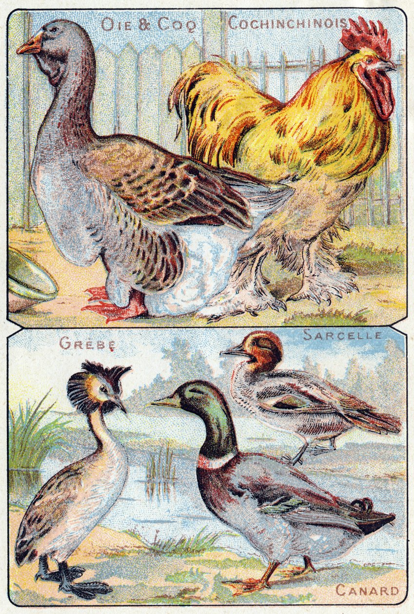 Placa 2 superior: Ganso y gallo y chino; Inferior: Somormujo, Cerceta, Pato. Grabado en "Alfabeto silábico de aves y reptiles". Serie A. Pellerin et Cie, impresores-editores, Epinal, finales del siglo XIX. Cromolitografías. Pequeño álbum publicitario de 8  de French School