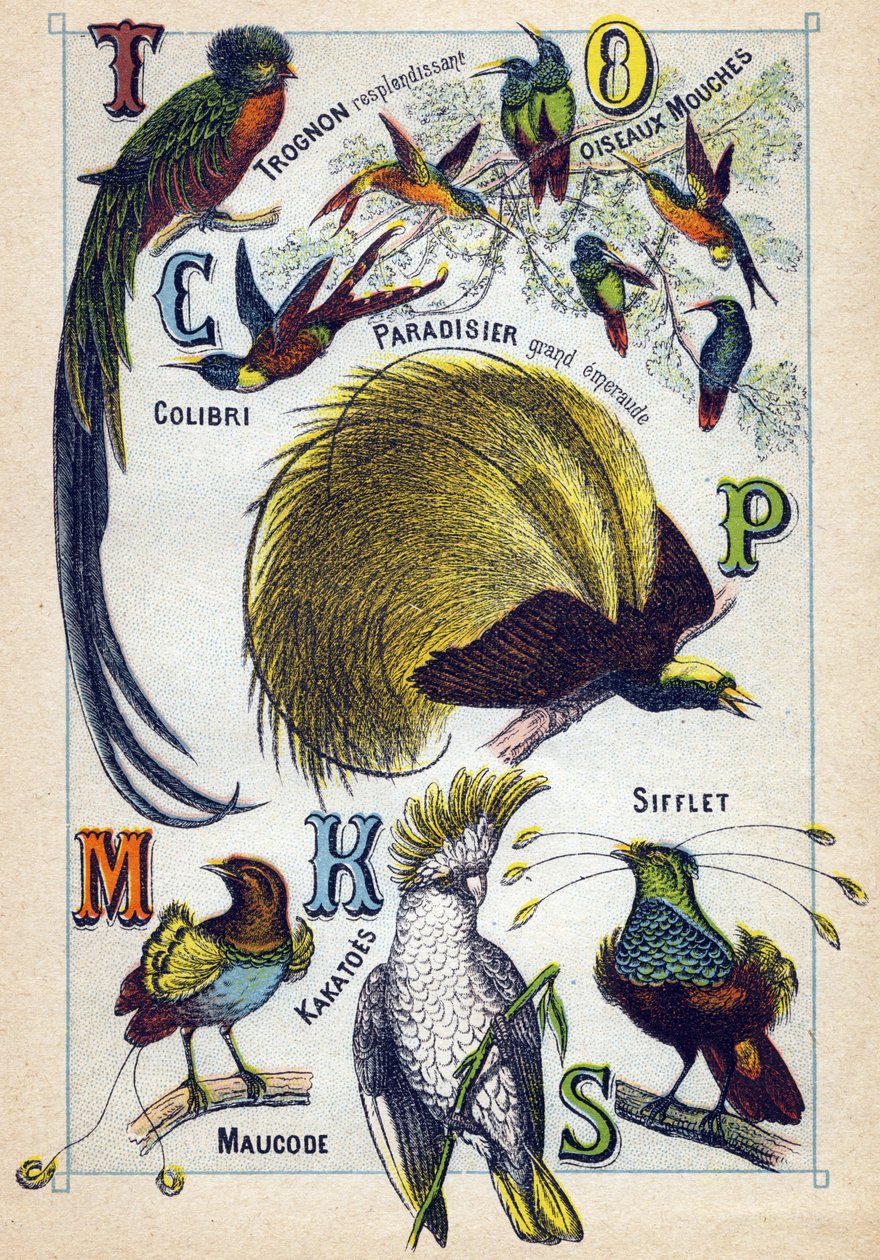 Placa 3: Núcleo brillante, Pájaros mosca, Colibrí, Paraíso Esmeralda, Cacatúas, Silbato, Maucode. Grabado en "Silabario alfabeto de aves". Serie A. Pellerin et Cie, impresores-editores, Epinal, finales del siglo XIX. Cromolitografías. Pequeño álbum publici de French School