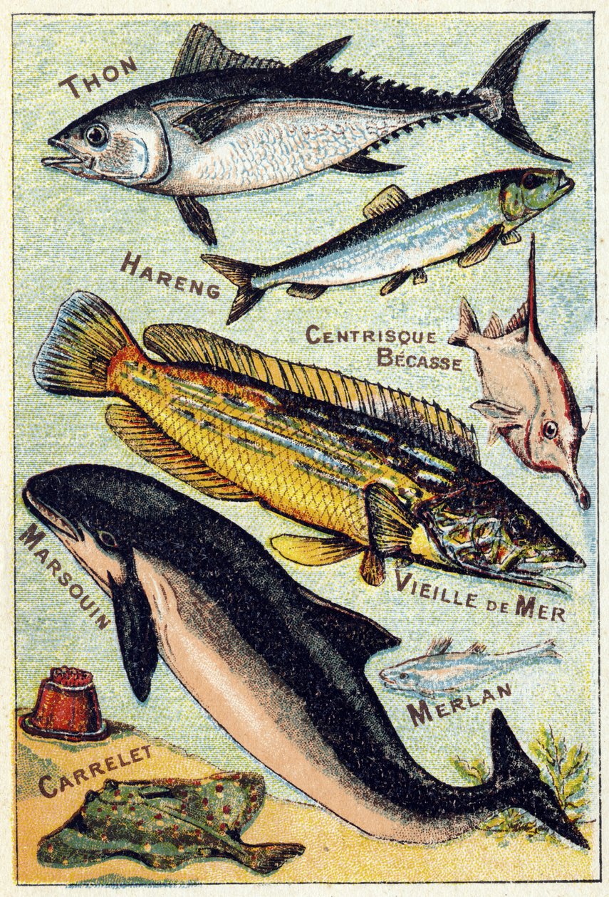 Placa 3: Atún, Arenque, Pico céntrico, Viejo Mar, Marsopa, Bacaladilla, Teja. Grabado en "Silabario alfabeto de peces marinos y de agua dulce". Serie A. Pellerin et Cie, impresores-editores, Epinal, finales del siglo XIX. Cromolitografías. Pequeño álbum pu de French School