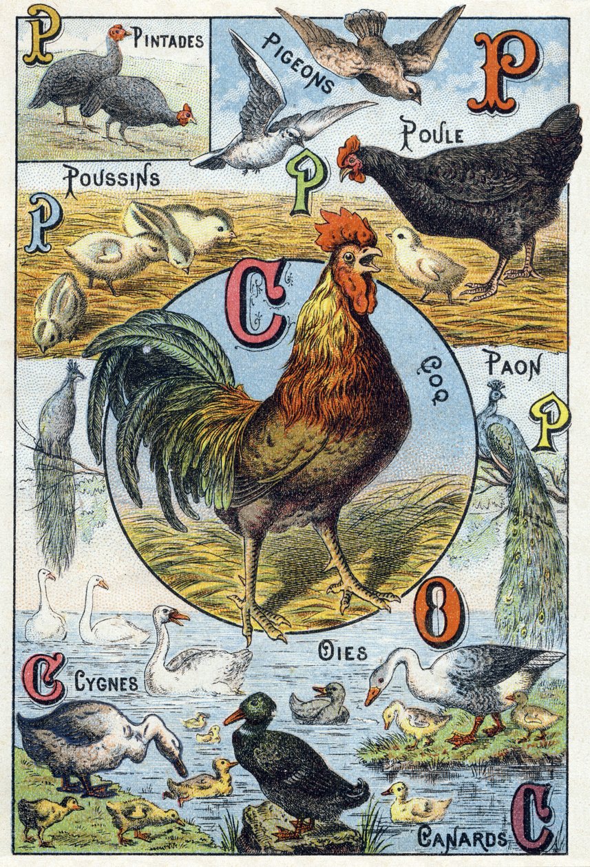 Placa 3: gallinas de Guinea, palomas, pollitos, gallina, gallo, pavo real, cisnes, gansos, patos. Grabado en "Alfabeto silábico de animales domésticos y de corral" de French School
