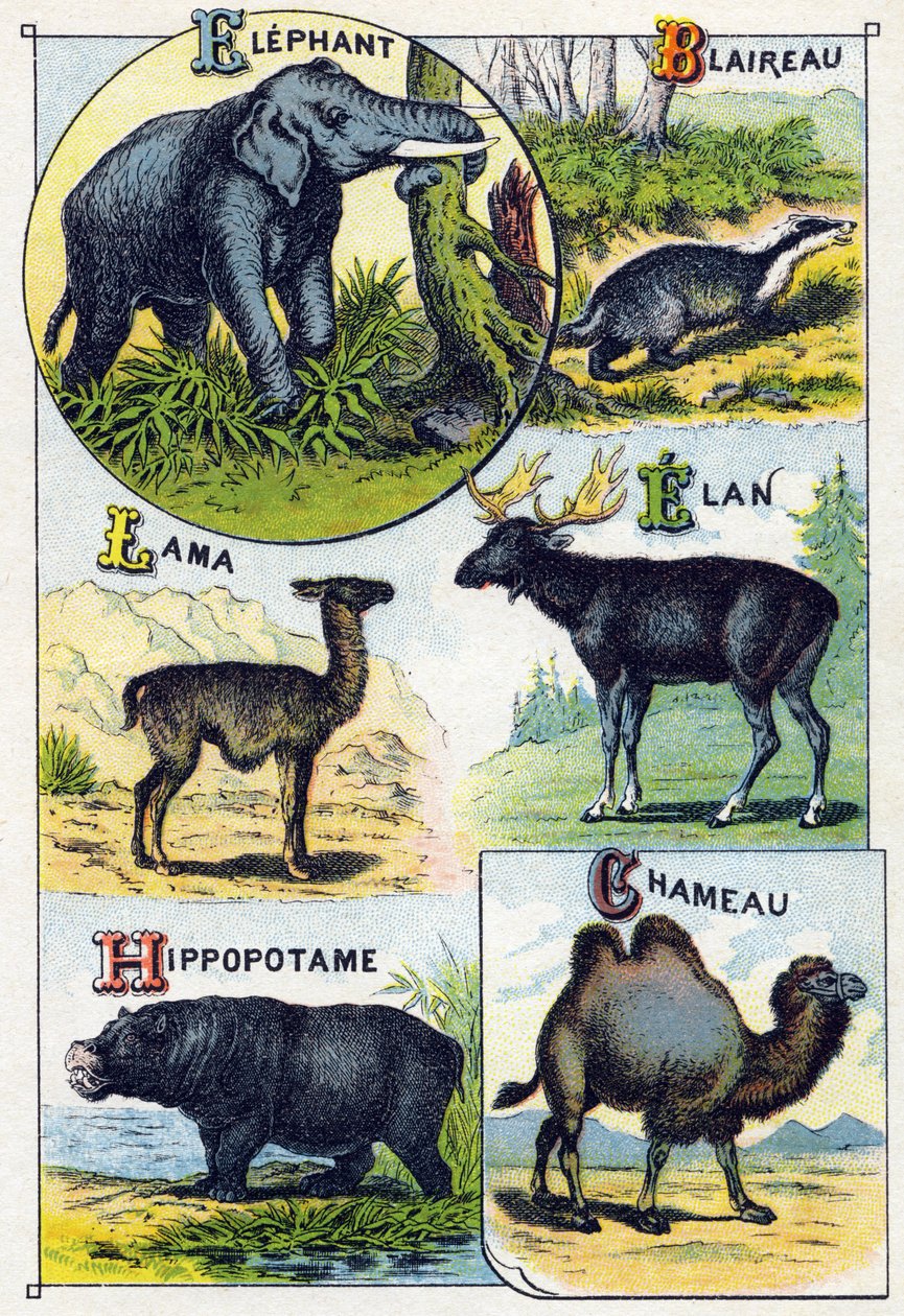 Placa 4: Elefante, Tejón, Llama, Elan, Hipopótamo, Camello. Grabado en "Alfabeto silábico de animales salvajes" de French School
