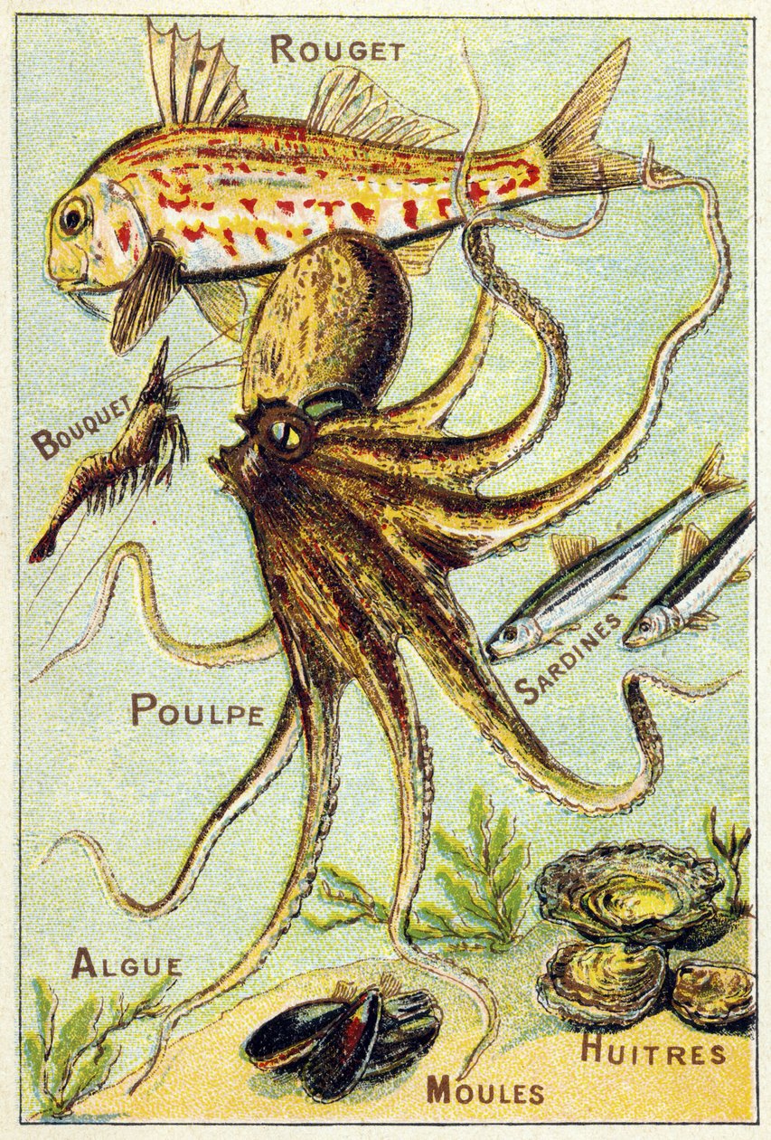 Placa 4: Salmonete, Ramo, Pulpo, Sardinas, Algas, Mejillones, Ostras. Grabado en "Alfabeto silábico de peces de mar y agua dulce". Serie A. Pellerin et Cie, impresores-editores, Epinal, finales del siglo XIX. Cromolitografías. Pequeña publicidad de 8 págin de French School
