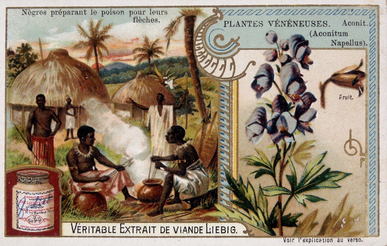 Plantas venenosas: acónito y africano preparando veneno para sus flechas - cromo. Liébig, finales del siglo XIX de French School